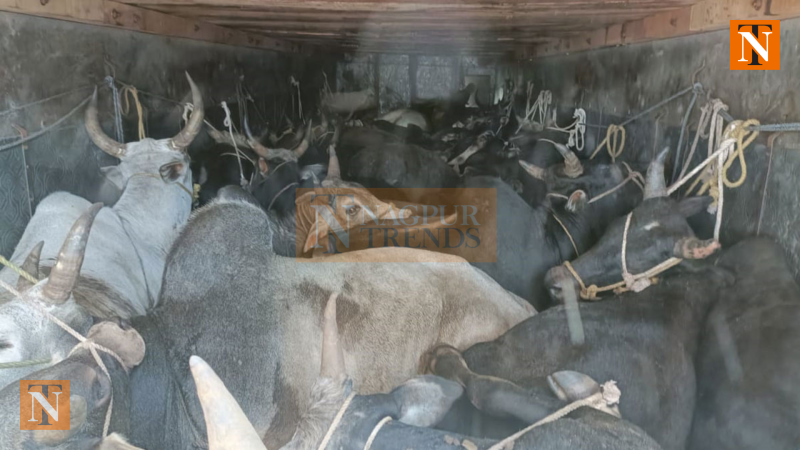 Beltarodi Police Bust Illegal Cattle Smuggling Racket